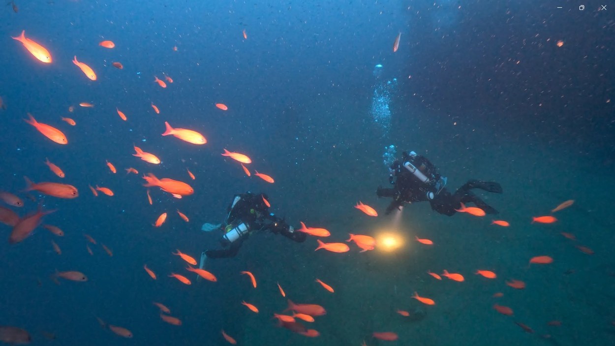 Deux plongeurs au milieu d'un banc de poissons orang&eacute;s au Haven